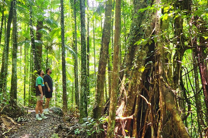 Airlie Waterfalls & Rainforest Bushwalk Eco Adventure - Cedar Creek Falls: Where You Actually Get to Cool Off