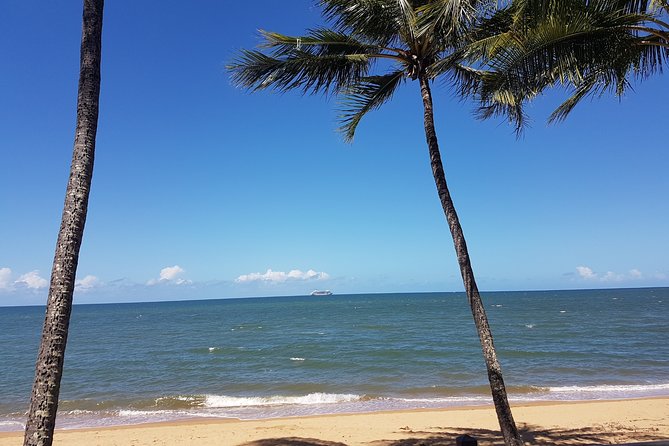 Airport Transfers between Cairns Airport and Palm Cove - Who This Transfer Suits Best (and Who Might Want a Backup)