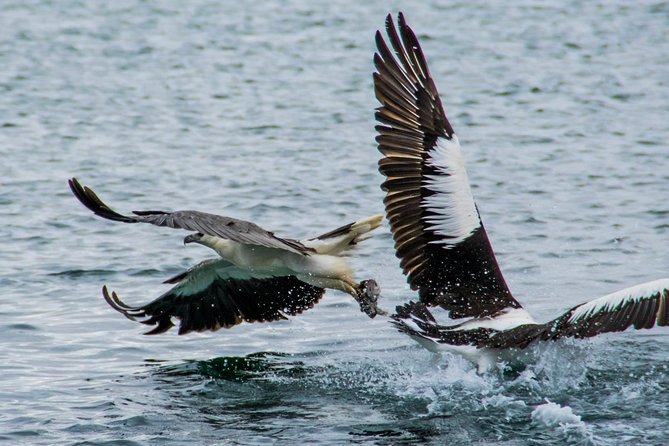 Albany Wildlife and Scenic Cruise - Timing, group size, and weather: planning your Albany morning
