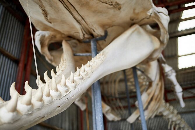 Albany's Whale Story - The café break: tea, coffee, and a little breathing room