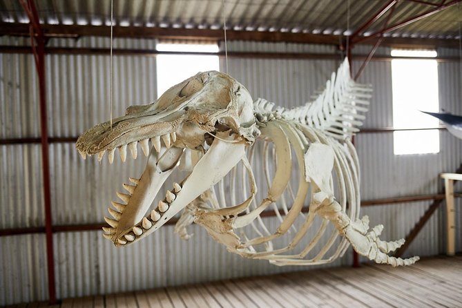 Albany's Whale Story - Price and value: is $99 per person fair?