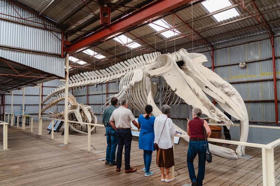 Albany's Whale Story - Who should book this whale story tour?