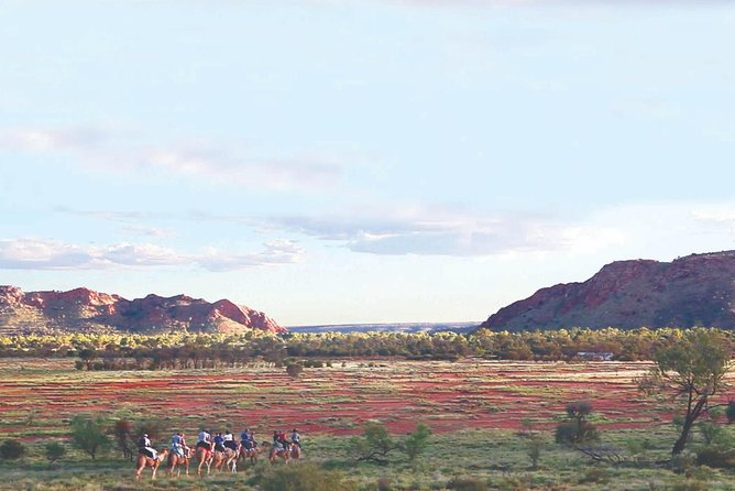 Alice Springs Camel Tour - The Western MacDonnell Ranges viewpoint (and why camel height matters)