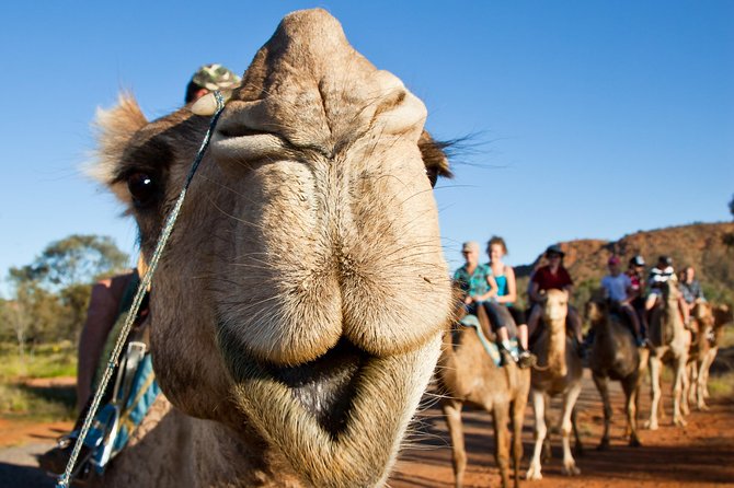 Alice Springs Camel Tour - Who this tour suits best (and who might prefer something else)