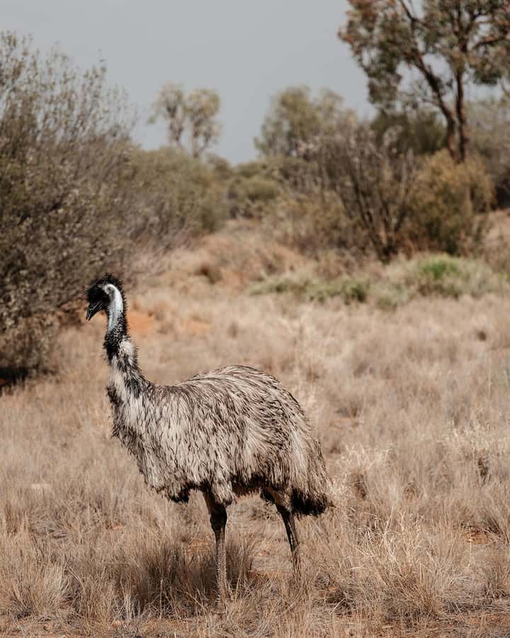 Alice Springs: Desert Park Entry Ticket - Nocturnal area: why you shouldn’t skip it