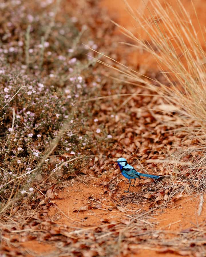 Alice Springs: Desert Park Entry Ticket - The free flying bird show: plan your attention, not your speed