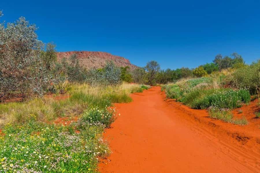 Alice Springs: Desert Park Entry Ticket - The dry riverbed walk and river red gums you’ll actually notice