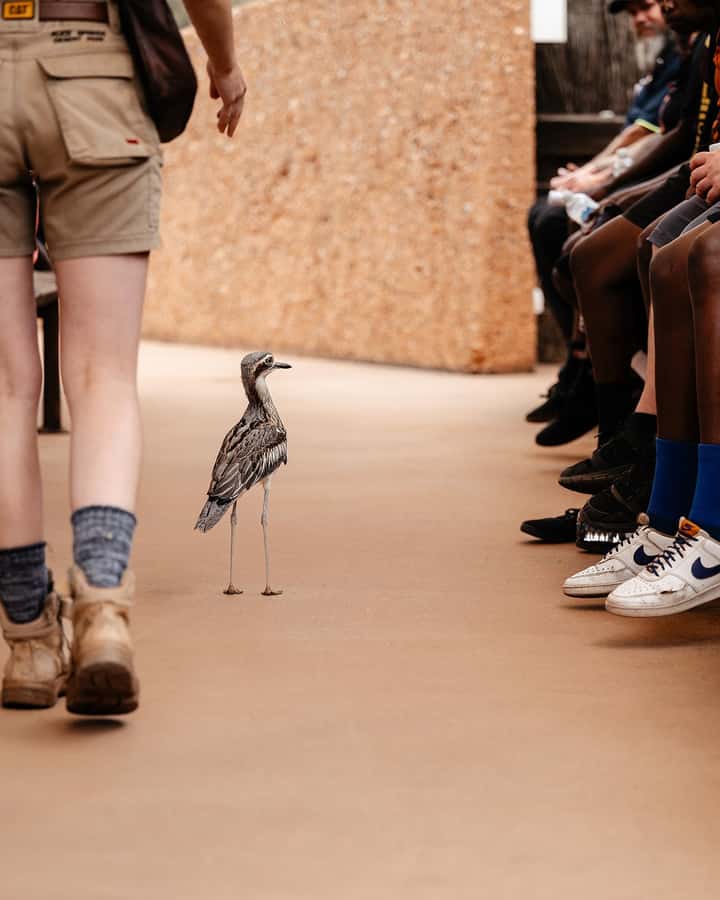 Alice Springs: Desert Park Entry Ticket - Desert birds and the web of life