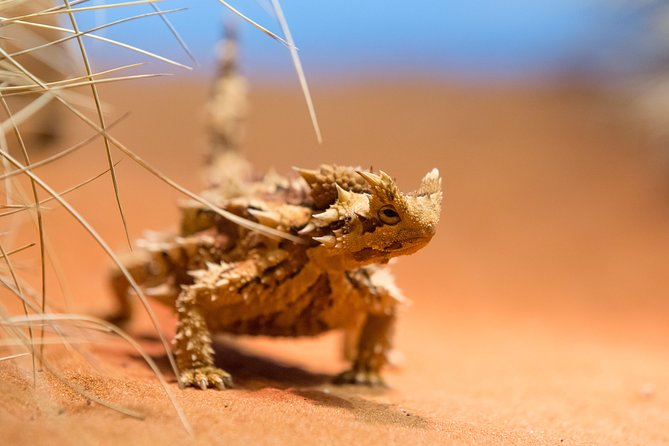 Alice Springs Desert Park General Entry Ticket - How long should you stay? A realistic 3 to 8 hour plan