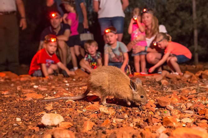 Alice Springs Desert Park Nocturnal Tour - Key Things You’ll Love in the Nocturnal Tour