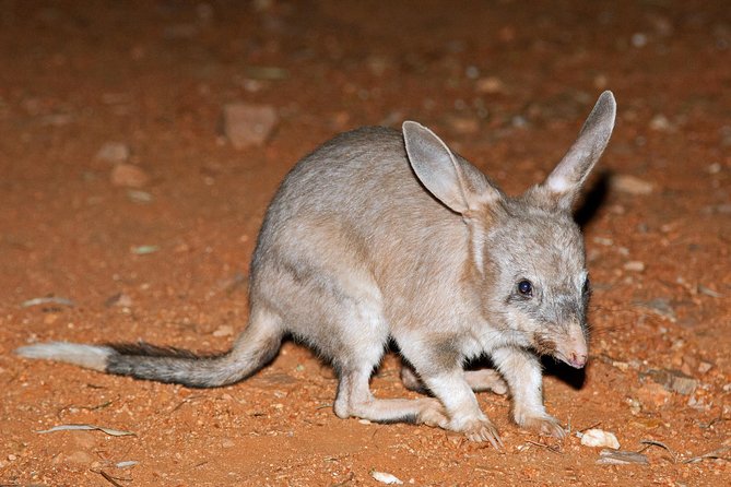 Alice Springs Desert Park Nocturnal Tour - Price and Value: What $263 Buys in the Desert