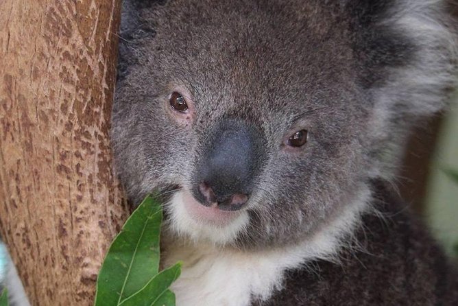 All Inclusive Blue Mountain,Scenic World,Lunch,Koalas,ferry - Featherdale or Sydney Zoo: koalas and kangaroos, with a choice caveat