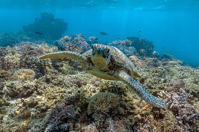All Inclusive Day Tour to Frankland Islands Great Barrier Reef - Key highlights you’ll actually care about