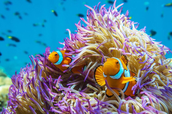 All Inclusive Day Tour to Frankland Islands Great Barrier Reef - Kayaks and stand-up paddle boards: reef day with a choose-your-own-adventure feel
