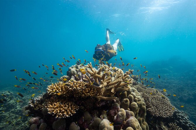 All Inclusive Day Tour to Frankland Islands Great Barrier Reef - Lunch and breaks: why the buffet matters more than you’d think