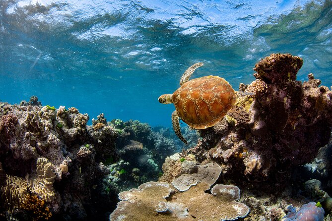 All Inclusive Great Barrier Reef Cruise w optional Scuba Diving - The Boat Ride Out and the Quick Liveaboard Transfer Stop