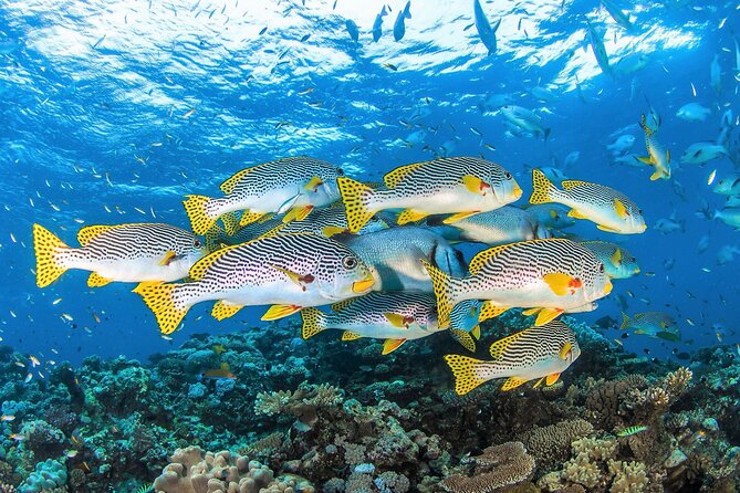 All Inclusive Great Barrier Reef Cruise w optional Scuba Diving - Saxon Reef Block: Your Snorkel Time (And Included Scuba Option)