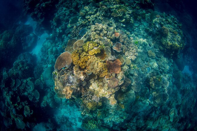 All Inclusive Great Barrier Reef Cruise w optional Scuba Diving - The Return Trip: Cheese, Crackers, Wine, and Your Last Reef Reflections
