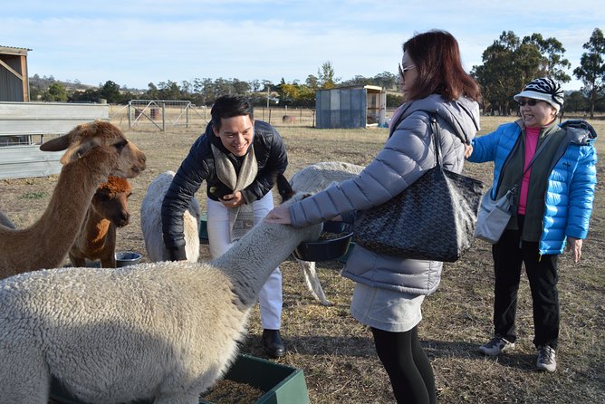 Alpaca Farm Tours with Toffeemont - Toffeemont Alpaca Farm: What You’re Actually Buying