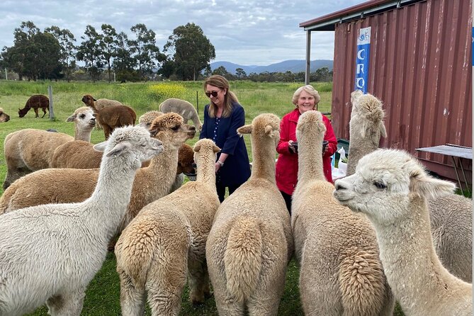 Alpaca Farm Tours with Toffeemont - Feeding and Snuggling: The Part Most People Remember