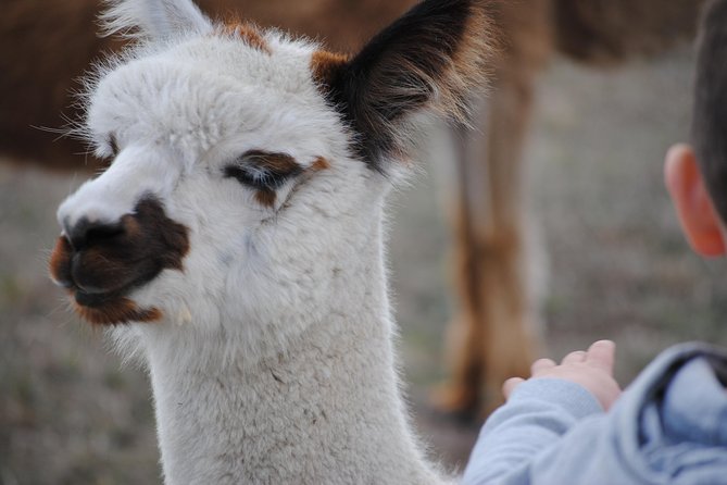 Alpaca Farm Tours with Toffeemont - Tea Time at the Farm: Why the Break Is Part of the Value