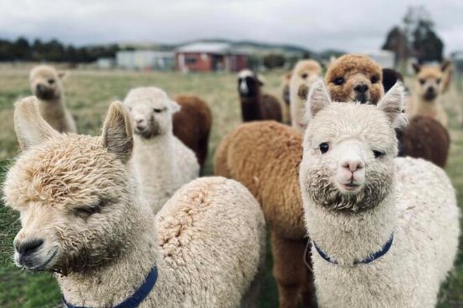 Alpaca Farm Tours with Toffeemont - The On-Site Shop: Alpaca Products You Can Actually Use