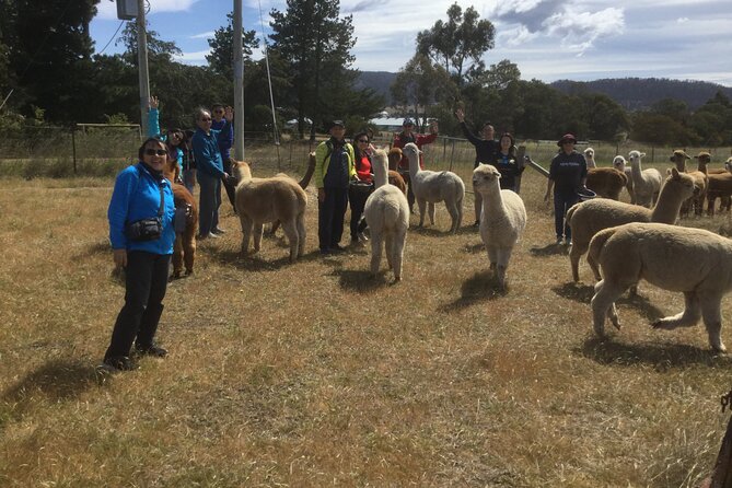 Alpaca Farm Tours with Toffeemont - Private Tour Comfort: Small Moments Without the Crowd