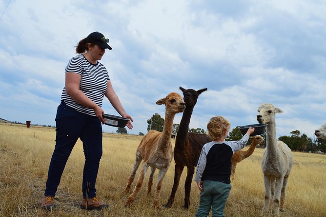 Alpaca Farm Tours with Toffeemont - Price and Booking: Is $39.45 Good Value?