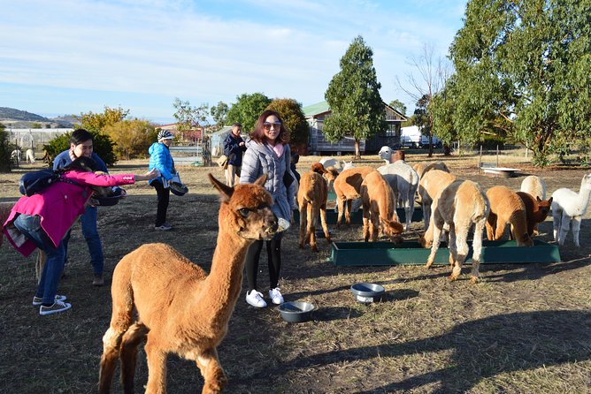 Alpaca Farm Tours with Toffeemont - The 1.5-Hour Flow: What Happens During the Tour