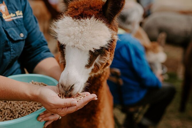 Alpaca Meet and Greet Experience in Peterborough - Key points worth knowing before you go