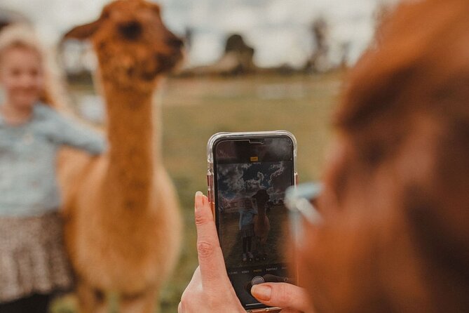 Alpaca Meet and Greet Experience in Peterborough - Who this alpaca meet and greet suits best