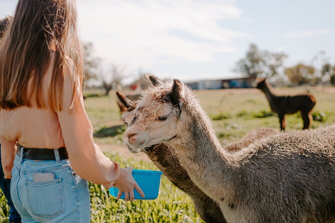 Alpaca Meet and Greet Experience in Peterborough - Should you book Quentin Park Alpacas and Studio Gallery?
