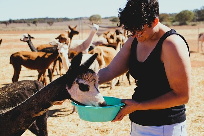 Alpaca Meet and Greet Experience in Peterborough - Your hour with alpacas: briefing, feeding yards, and selfie-friendly moments