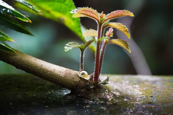 Amazing Daintree Rainforest Tour Waterfall Hike, Lunch, Swim & Crocodile Cruise - Port Douglas to the Daintree: why the early start sets the tone