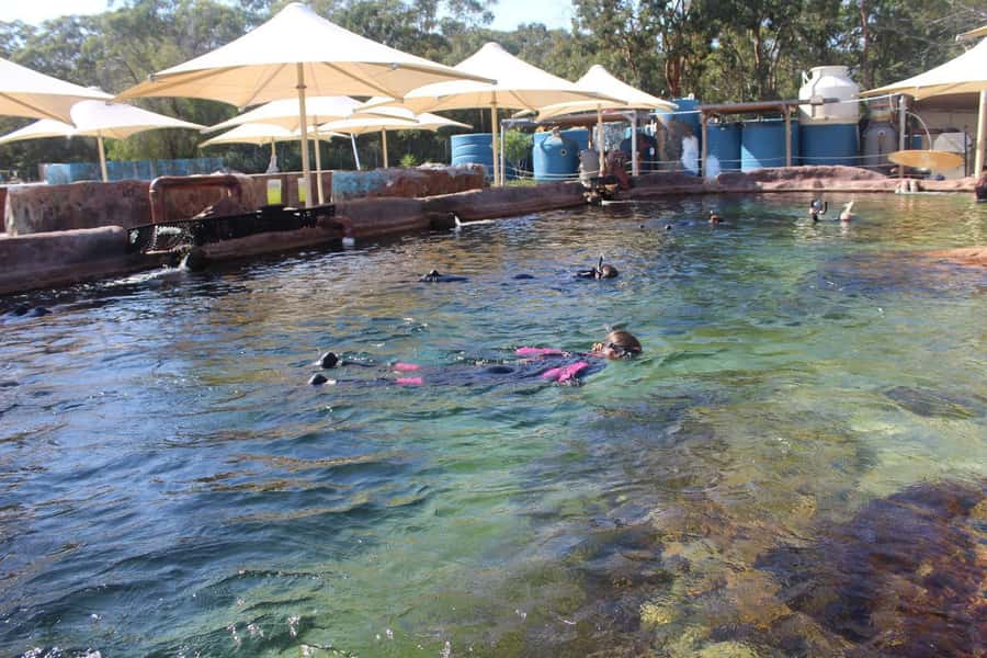 Anna Bay: Irukandji Entry + Coastal Currents Snorkel - Meet the stars: rays, Port Jackson sharks, black cod, and named characters