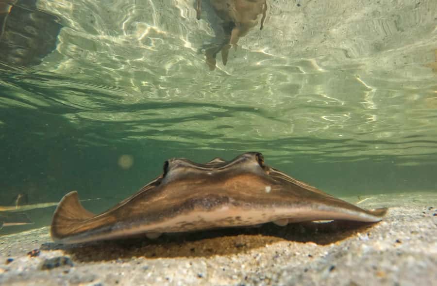 Anna Bay: Irukandji Entry + Coastal Currents Snorkel - The 150 minutes breakdown: aquarium time, lagoon shallows, then the deep snorkel