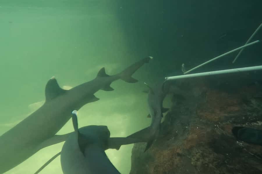 Anna Bay: Irukandji Entry Pass with Reef Shark Encounter - Key highlights you’ll actually remember