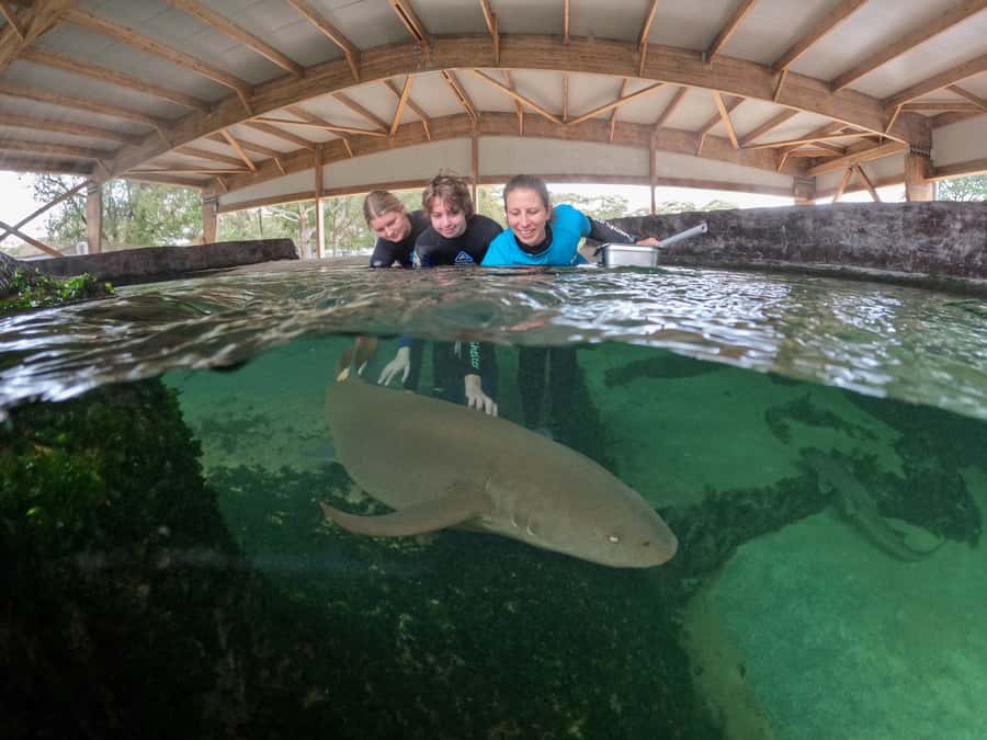 Anna Bay: Irukandji Entry Pass with Reef Shark Encounter - Why this Anna Bay shark encounter feels different