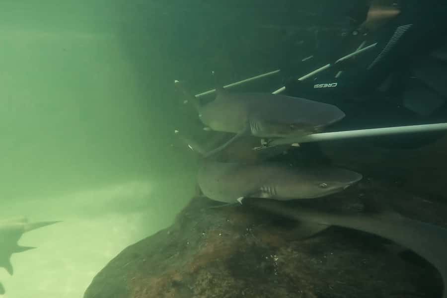 Anna Bay: Irukandji Entry Pass with Reef Shark Encounter - Getting ready at Irukandji: wetsuit, socks, and the sunscreen confusion