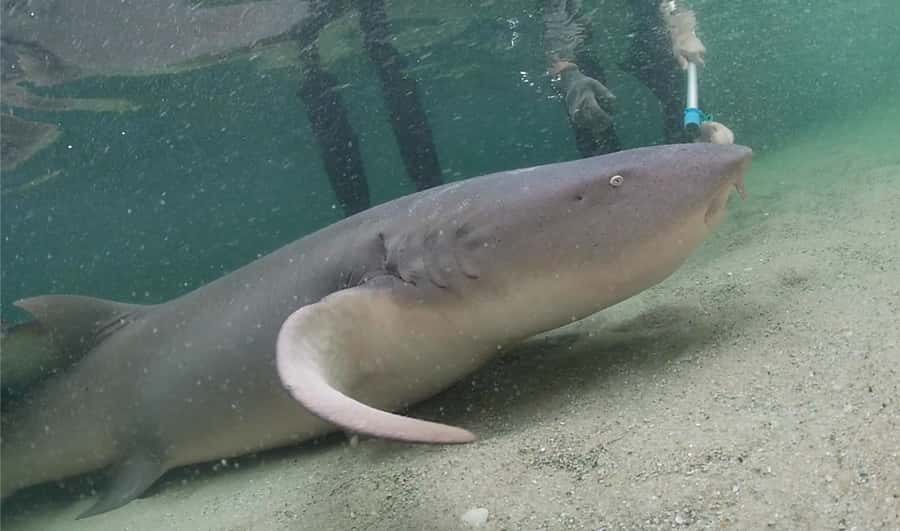 Anna Bay: Irukandji Entry Pass with Reef Shark Encounter - What it’s like after: rinse, towel, and a sensible souvenir stop