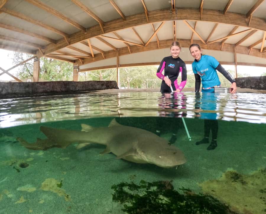 Anna Bay: Irukandji Entry Pass with Reef Shark Encounter - Price and time: what $92 buys in 2 hours