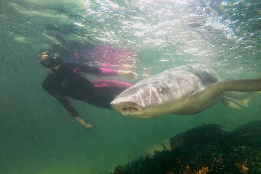 Anna Bay: Irukandji Entry Pass with Reef Shark Snorkel - Key Highlights at a Glance