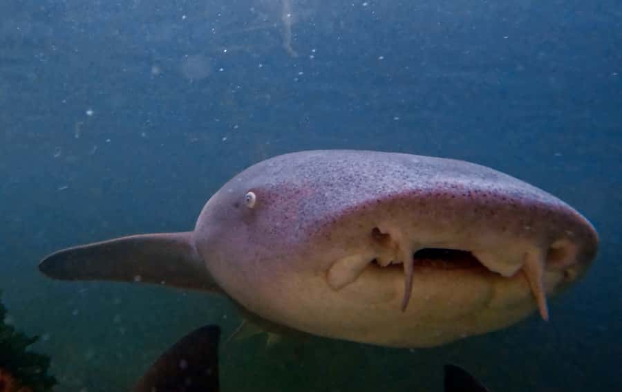 Anna Bay: Irukandji Entry Pass with Reef Shark Snorkel - Deep Water Snorkel: Floating Beside 3-Metre Tawny Nurse Sharks