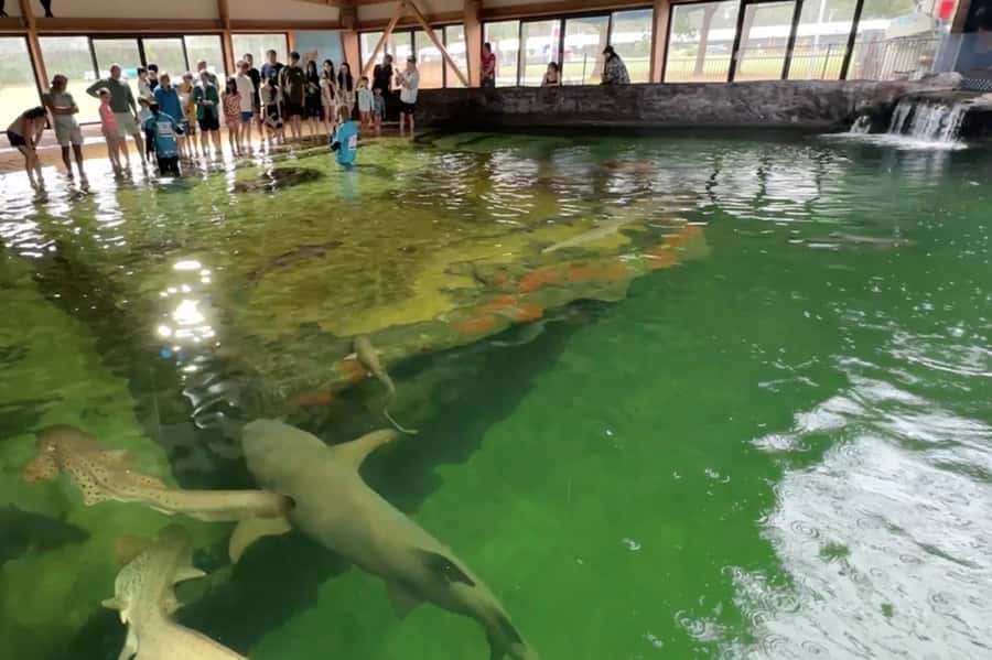 Anna Bay: Irukandji Entry Pass with Reef Shark Snorkel - Shallows Encounter and Hand-Feeding: Rays That Follow the Food