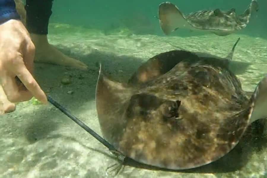 Anna Bay: Irukandji Entry Pass with Reef Shark Snorkel - Practical Booking Advice: Timing, Group Size, and Expectations