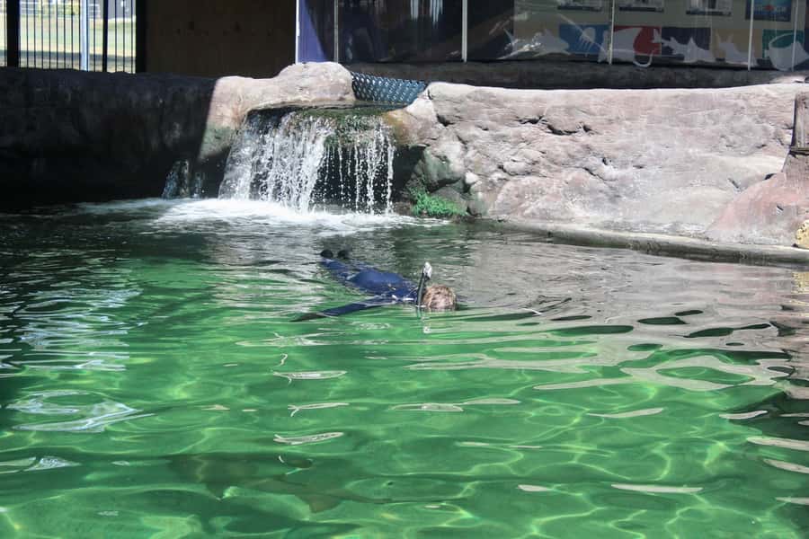 Anna Bay: Irukandji Entry Pass with Reef Shark Snorkel - Should You Book the Anna Bay Irukandji Shark and Ray Entry Pass?