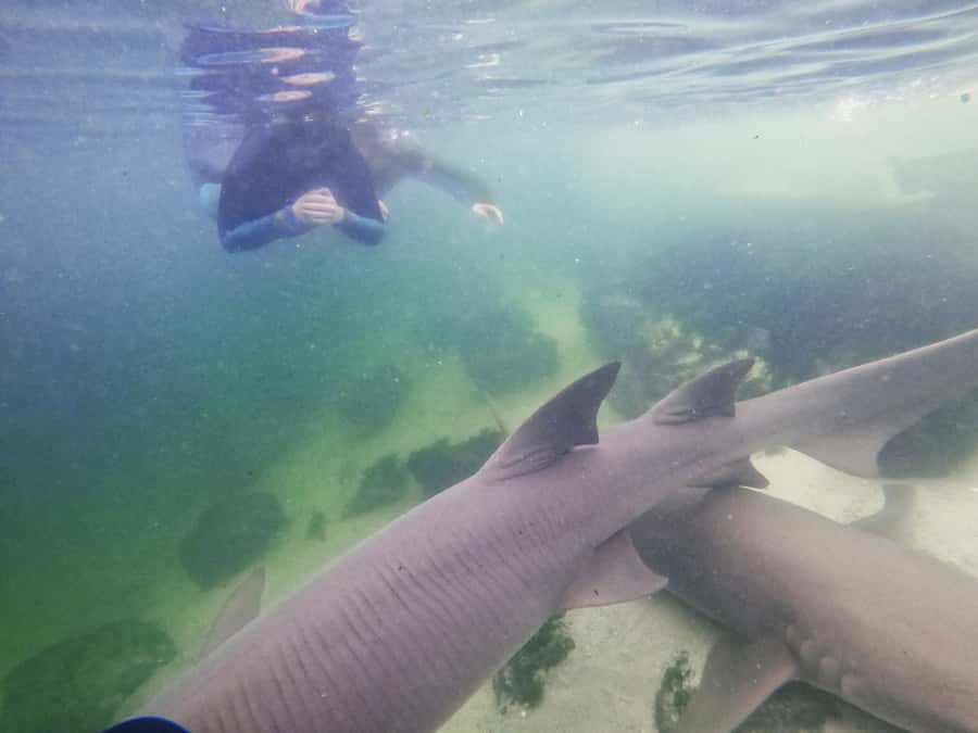 Anna Bay: Irukandji Entry Pass with Reef Shark Snorkel - The 3-Hour Flow: From Safety Brief to Deep Water Snorkel