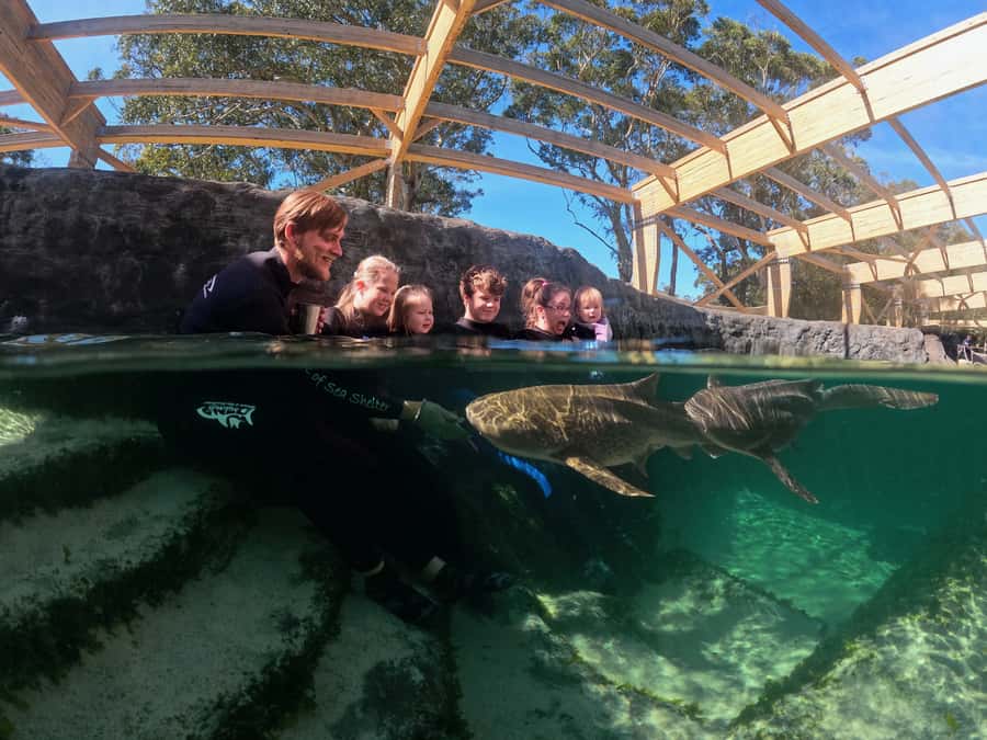 Anna Bay: Irukandji Entry Pass with Zebra Shark Encounter - Price and what $75 buys you in Anna Bay