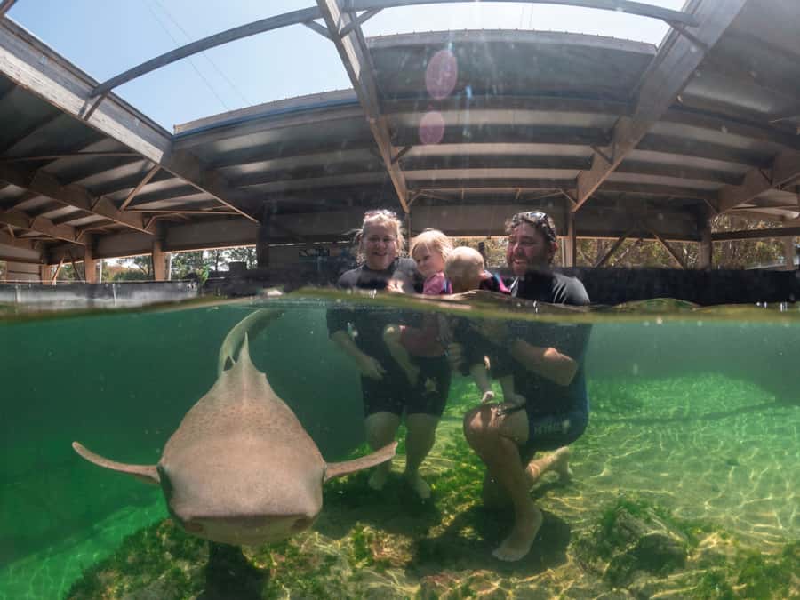 Anna Bay: Irukandji Entry Pass with Zebra Shark Encounter - After the encounter: lagoon shallows, ray/shark wading, and pool interactions