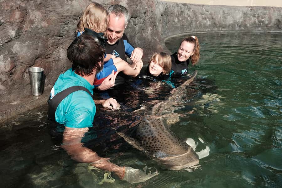 Anna Bay: Irukandji Entry Pass with Zebra Shark Encounter - Who should book this Zebra Shark Encounter pass